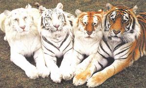 Tigers